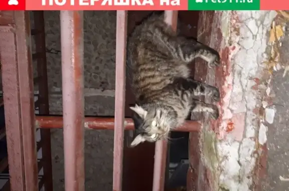 Найдена кошка на ул. Лобачевского, ищем хозяев или новый дом