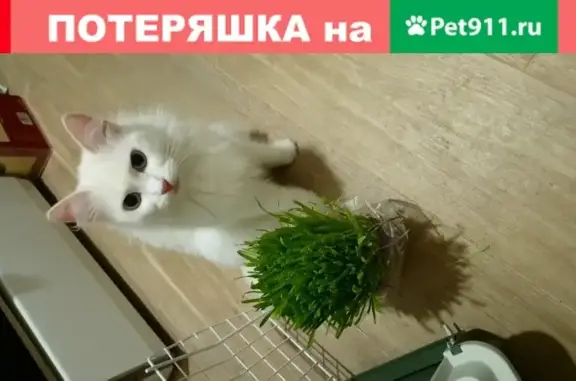 Пропала кошка Бэлла в Москве, Вороновское, Солнечный городок 3