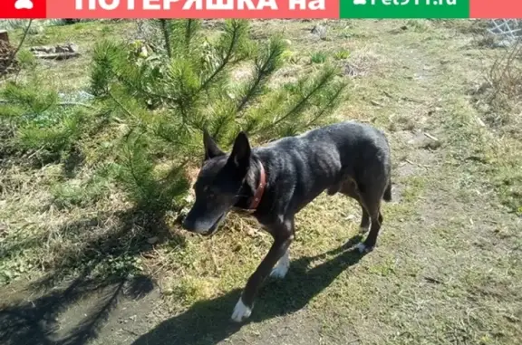 Собаки потеряшки, Санкт-Петербург, фото: Потеряшка собака с пролысиной на хвосте и коричневым ошейником: видели в Сосновке, на Удельной и на Суздальском пр. (СПб, пр. Науки, 41)