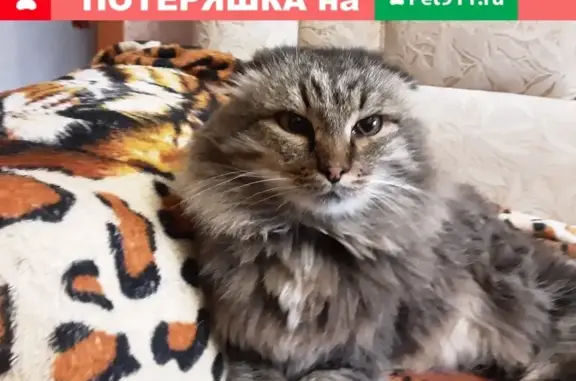 Найдена кошка на даче, звоните 89043219467 в Омск