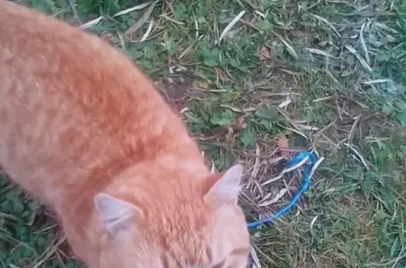 Найден рыжий кот в Высоково, Московская область