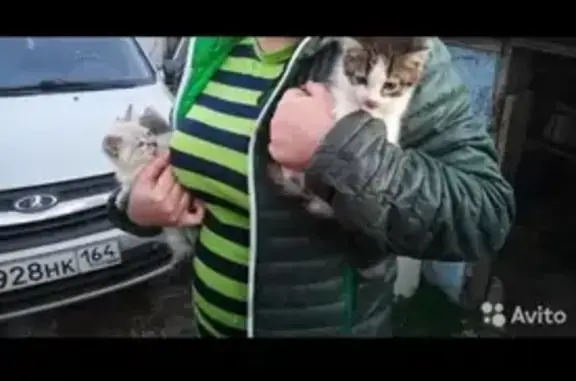 Пропала кошка Буся, ул. Чапаева 6А, Саратов.