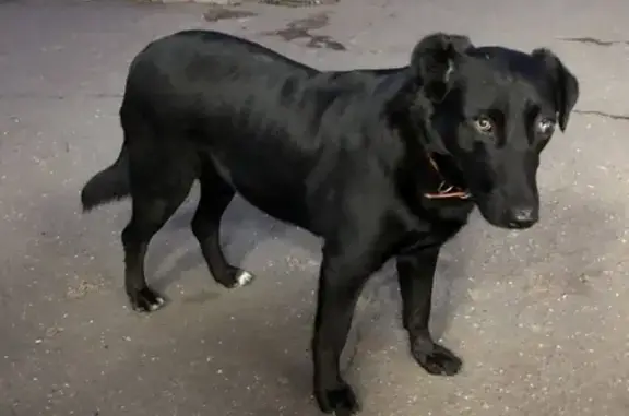 Собака с ошейником и больным глазом ждет хозяев на улице Большая серпуховская 14
