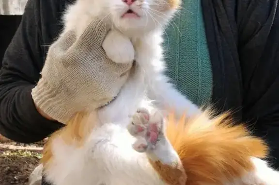 Кошки потеряшки, Москва, фото: Потеряшка кошка Ласка на Елецкой улице (Орехово-Борисово Южное)