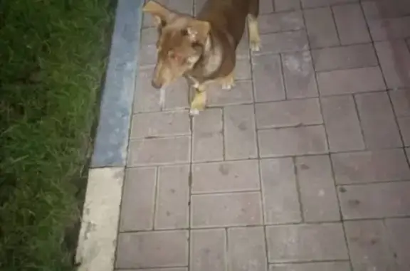 Собака найдена на ул. Калинина, 1 в Брянске