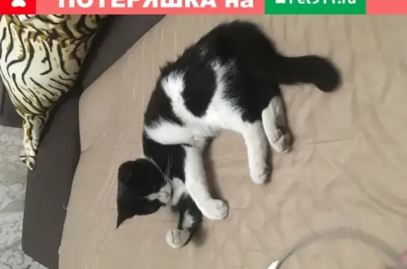 Найдена кошка возле кинотеатра Болгарии в Краснодаре