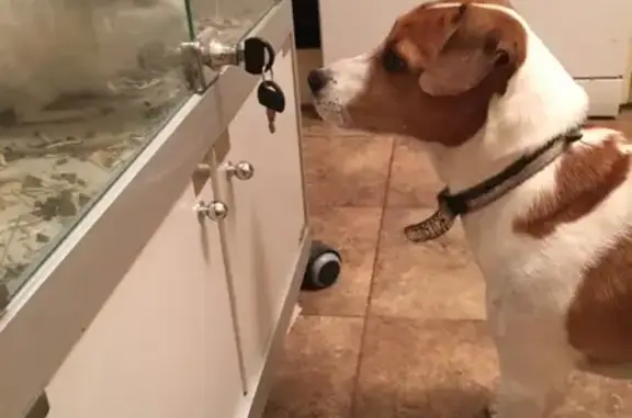 Найдена собака, Москва, фото: Найден джек-рассел терьер в Митино