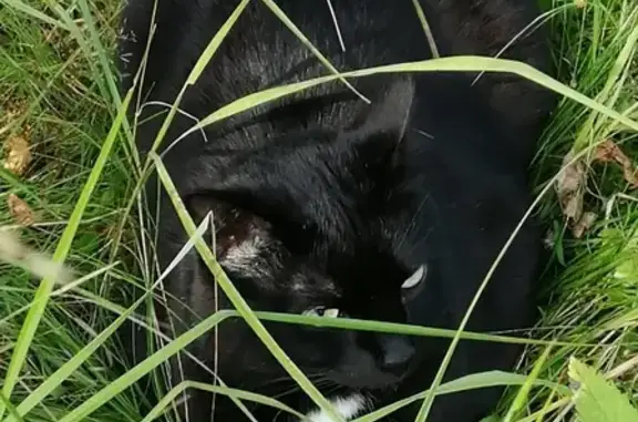 Потерянные животные Москва, фото: Пропала кошка на Ивантеевской ул. в Москве