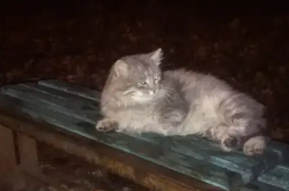 Найдена кошка в лесопарке района Пролетарского в Саранске, Республика Мордовия