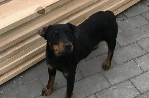 Найдена собака породы Ягдтерьер в Ленино, Липецк