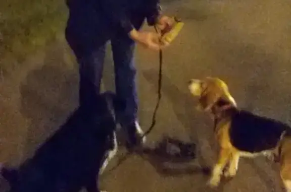 Пропала собака в Рупасово, Московская область