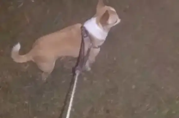 Собаки потеряшки, Москва, фото: Потеряшка собака Марс с клеймом XTX 1786 в Кунцево, Москва