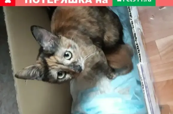Пропала трёхцветная кошка на Камышинской улице, Ульяновск
