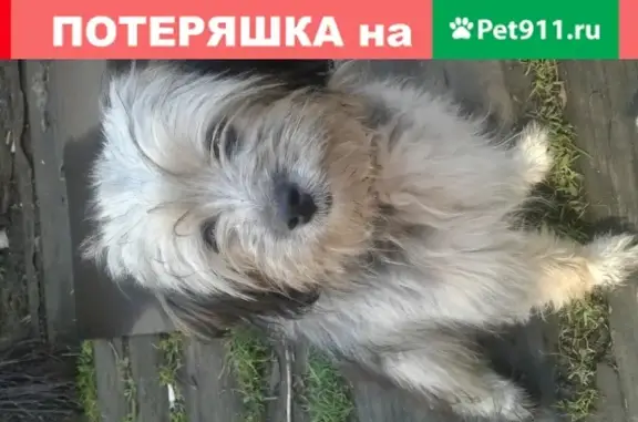 Пропала собака в Нижнеудинске, район спутник, белый ошейник.