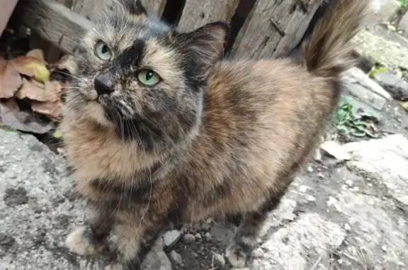 Кошка найдена на улице Промышленности, 60