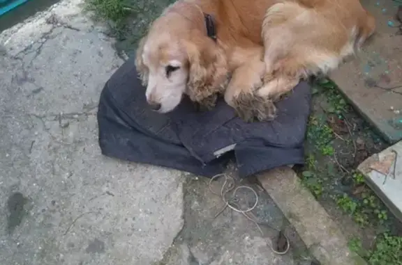 Собака Кокер-спаниель найдена в Славянске-на-Кубани