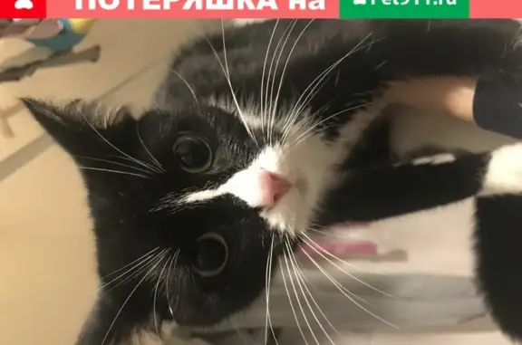Ласковый котенок найден в Санкт-Петербурге