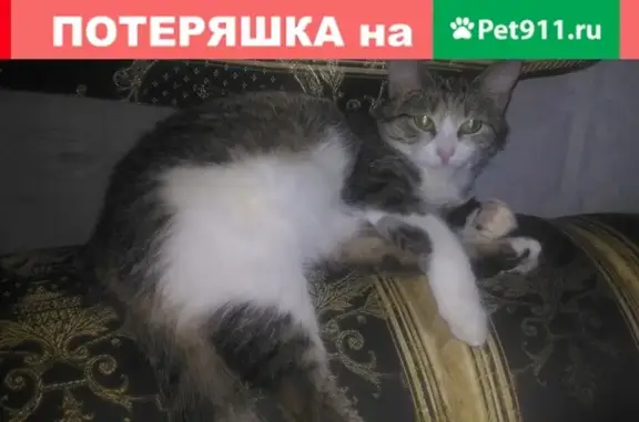 Пропала кошка возле дома Мубарякова 8, Уфа.