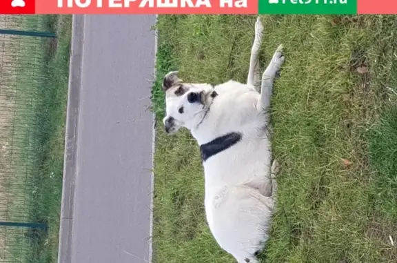 Собака в ошейнике на парковке МЕТРО, адрес: Совхоз им. Ленина, вл8.