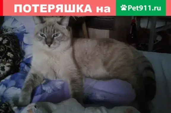 Найдена кошка с ошейником от блох возле магазина на ул. К. Либкнехта