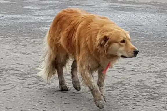 Найдена карамельно-рыжая собака возле м. Мякинино.