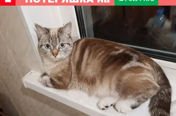 Найдена тайская кошка на Товарищеском пр. 2 в СПБ