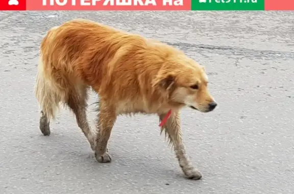 Потерянная собака в Мякинино