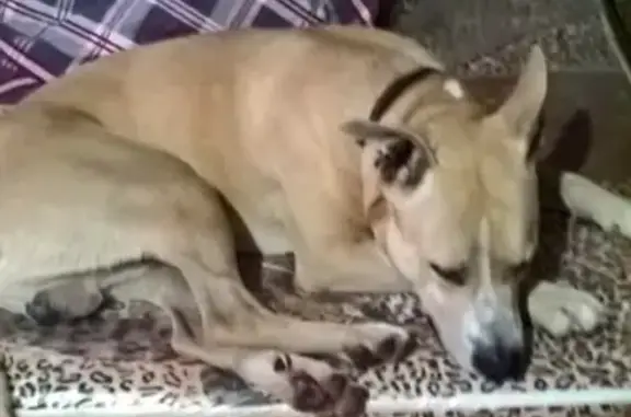 Собаки потеряшки, Москва, фото: Потеряшка собака на улице Вилиса Лациса, 39