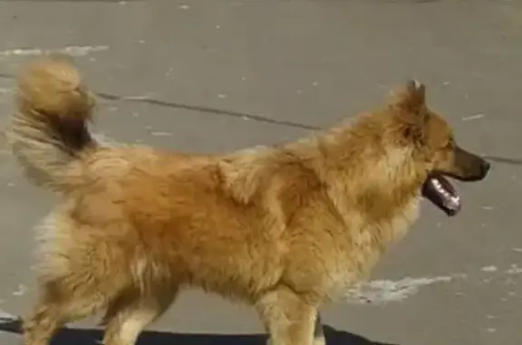 Пропала собака в Нягани: рыжий мальчик, 1,5 года, ошейник. 89822026540