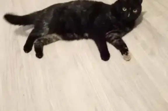 Кошки потеряшки, , фото: Потеряшка кошка в Троицке: черная с рыжими вкраплениями, дом 2, микрорайон 