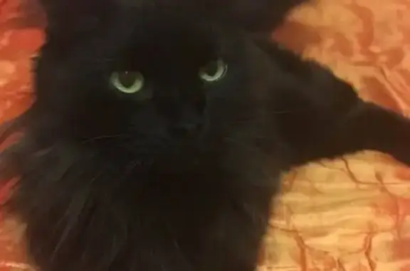 Кошки потеряшки, Элиста, фото: Потеряшка кошка без задней лапки в Элисте