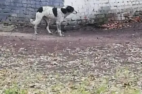 Найдена собака, Москва, фото: Найдена собака на Флотской улице в САО Москвы