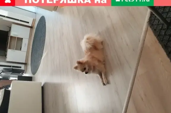 Собака Шпиц найдена в Геленджике, Краснодарский край.