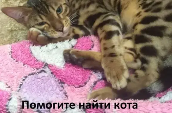 Кошки потеряшки, Батайск, фото: Потеряшка кот на ул. Ворошилова-ул. Половинко, Батайск, 23.10.2019