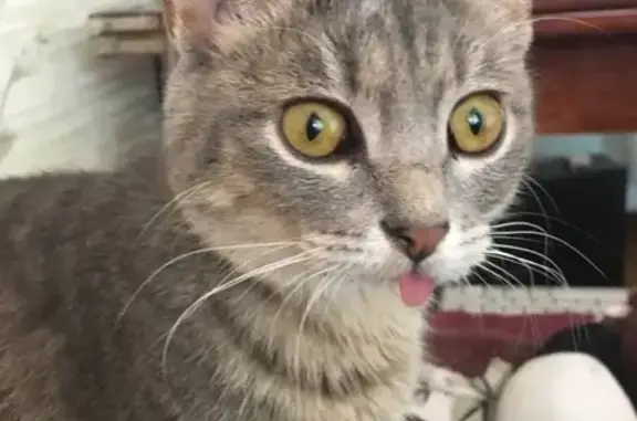 Объявления о пропавших и найденных животных, Выкса, фото: Пропала кошка с белым пятном на голове около дома Зуева 3