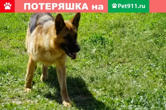 Пропала собака Джери, вознаграждение 50 тыс. рублей, Рязанская обл., с. Романово