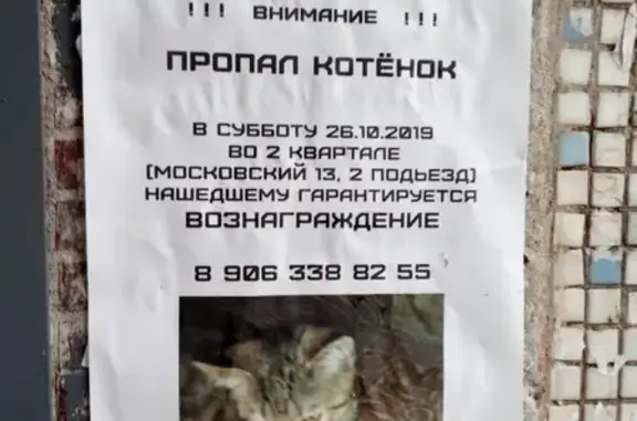 Пропала кошка в Тольятти, серо-черная окраска.
