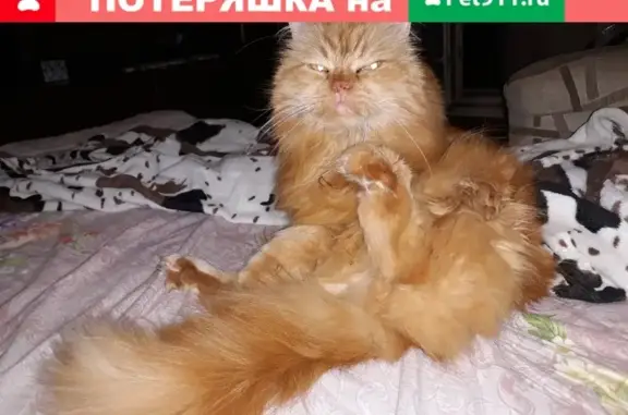 Кошки потеряшки, Санкт-Петербург, фото: Потеряшка кошка Кот на улице Композиторов, СПб.