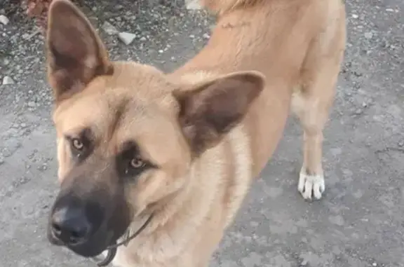 Собака найдена в Скурыгино, Чеховского района.