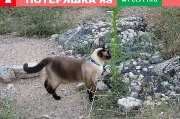 Пропала кошка Тайская в Севастополе