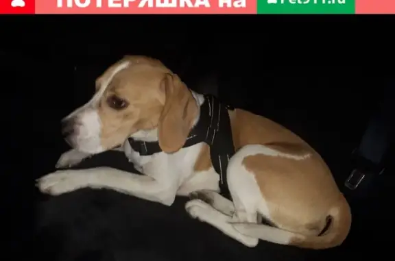 Собака найдена в Новороссийске на пр. Ленина.