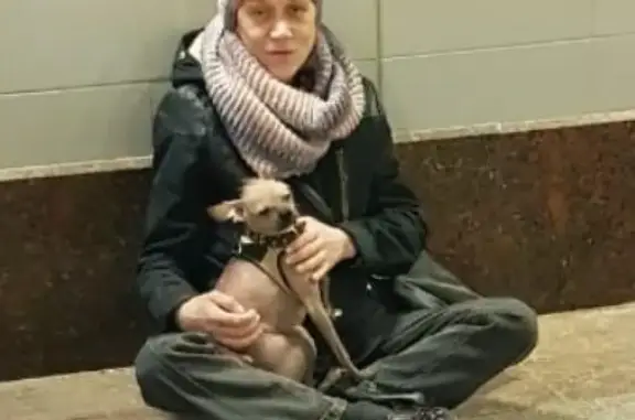 Найдена собака на Славянском бульваре в Москве