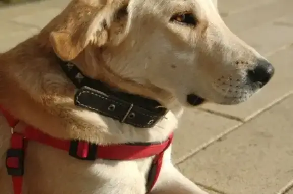 Найдена стерилизованная собака в Москве, ищем дом