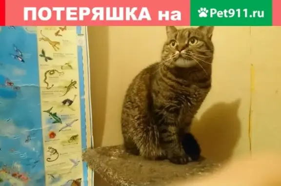 Пропала кошка в СНТ Кожино, Московская область