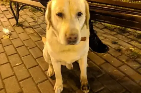 Найден пёс на Октябрьском проспекте 146