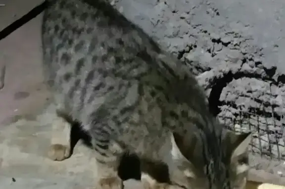 Найдена кошка в СНТ рядом с д. Дарьино, Одинцово