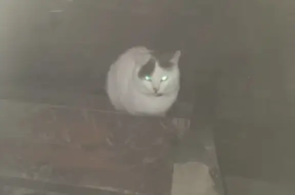 Найден домашний кот в Колпино, СПб