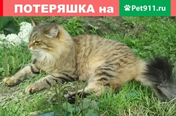 Кошки потеряшки, Санкт-Петербург, фото: Потеряшка кот на Северном проспекте, д.77к4