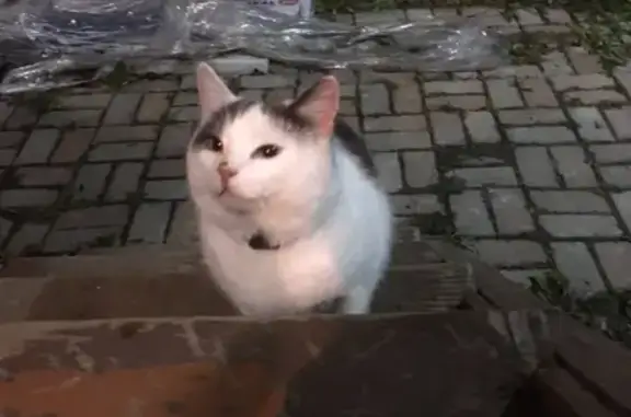 Найден домашний кот в Колпино, нужна помощь в поиске хозяина