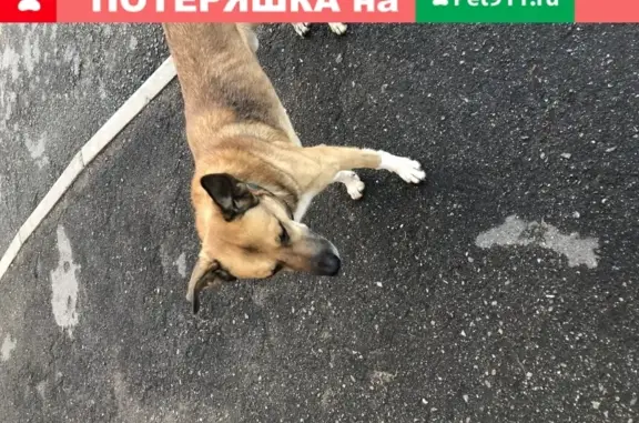 Найдена собака Рыжий с ошейником на Гостилицком шоссе